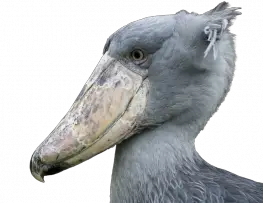 Shoebill