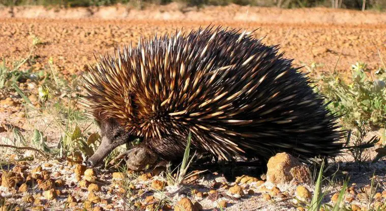 Short-Beaked Echidna (Tachyglossus aculeatus)