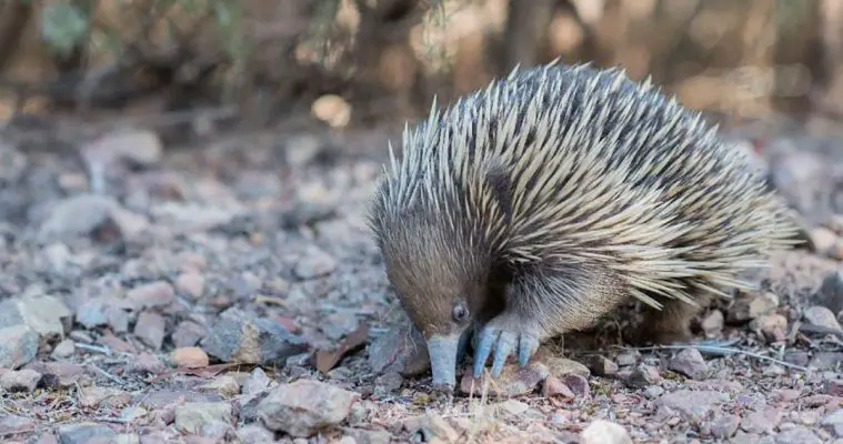 Short-Beaked Echidna (Tachyglossus aculeatus)