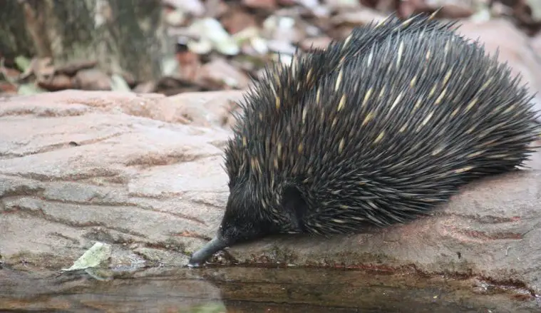 Short-Beaked Echidna (Tachyglossus aculeatus)