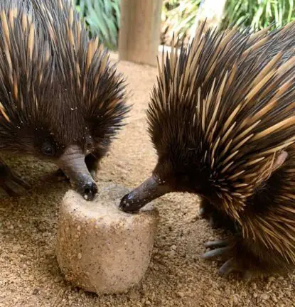 south australian zoo animals cool down