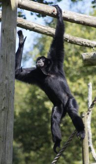 Siamang