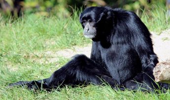 Siamang