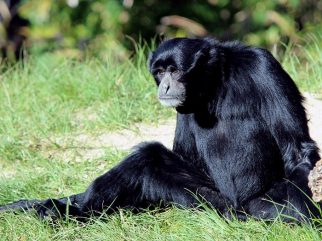 Siamang