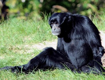 Siamang