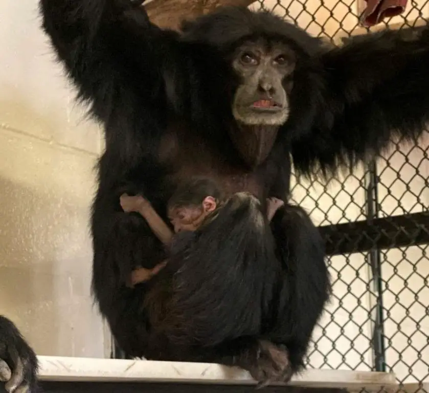 Siamang Infant Born at the Albuquerque BioPark Zoo