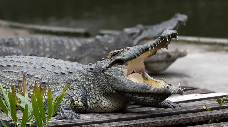 Siamese Crocodile
