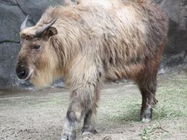 Sichuan Takin