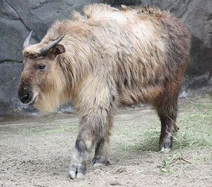 Sichuan Takin