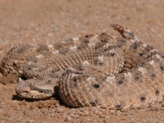 sidewinder rattlesnake