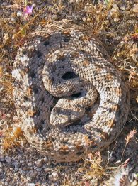 sidewinder rattlesnake