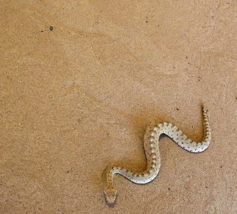 sidewinder rattlesnake