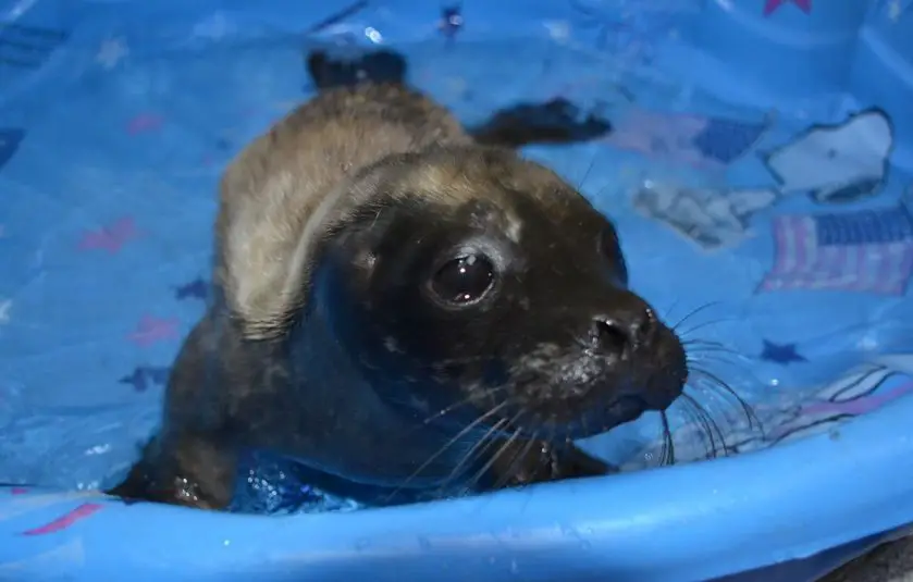 sidney the rescue seal new york aquarium