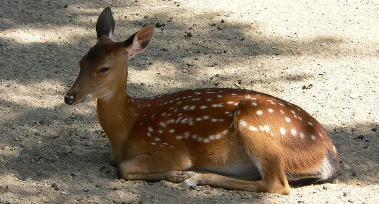 Sika Deer
