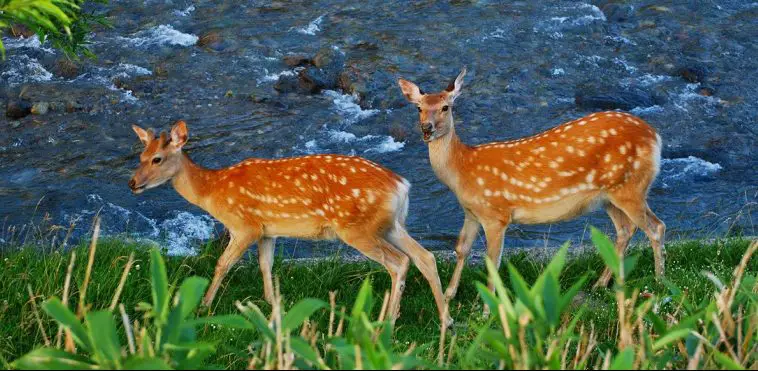 Sika Deer