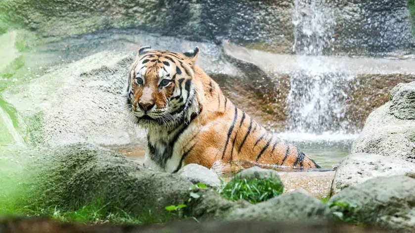 Potter Park Zoo farewell tiger Sivaki