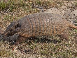 six-banded armadillo