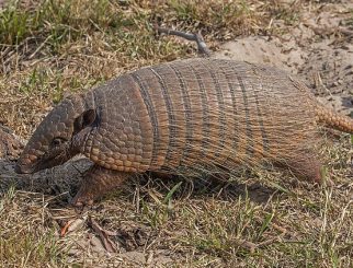 six-banded armadillo