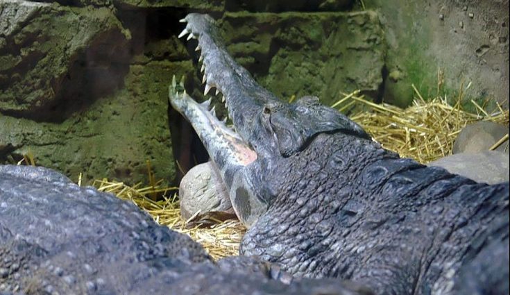 African slender snouted crocodile
