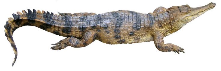 African slender snouted crocodile