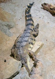African slender snouted crocodile