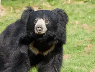 Sloth bear