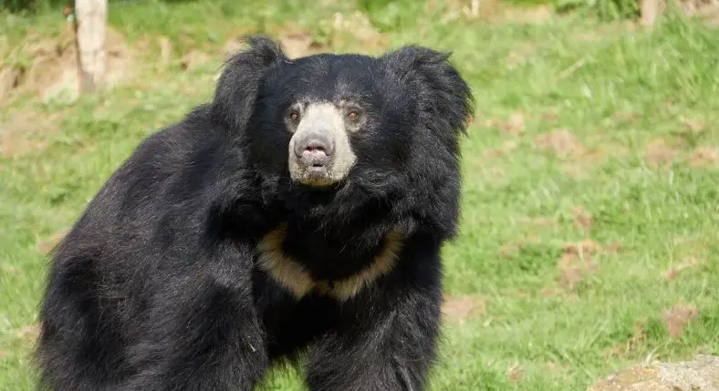 Sloth bear