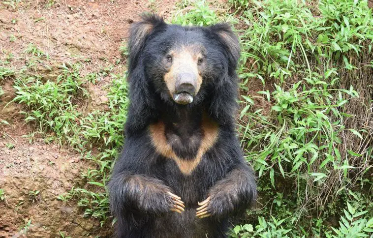 Sloth bear