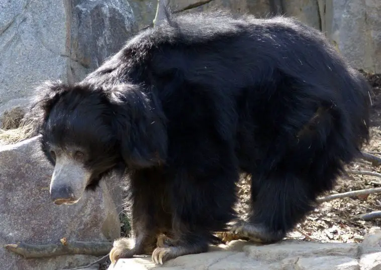 Sloth bear