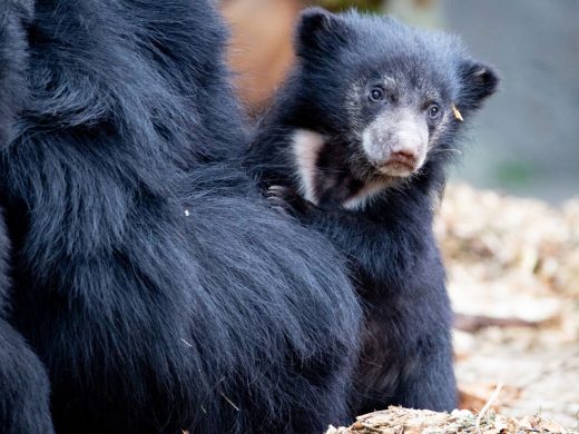 Sloth Bear Cub Woodland Park Zoo