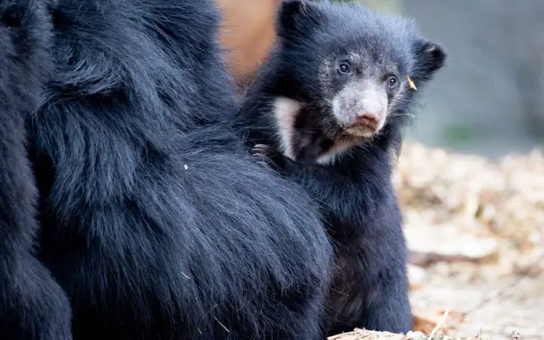 Sloth Bear Cub Woodland Park Zoo