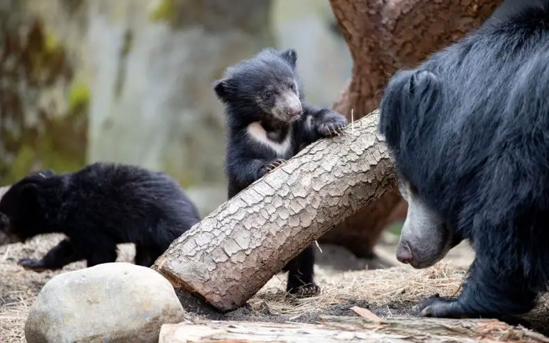 Sloth Bear Cub Woodland Park Zoo