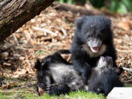 Sloth Bear Cubs Named at Woodland Park Zoo