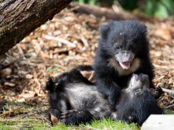 Sloth Bear Cubs Named at Woodland Park Zoo