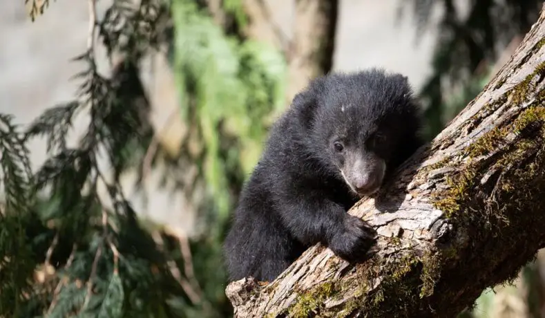 Sloth Bear Cubs Named at Woodland Park Zoo
