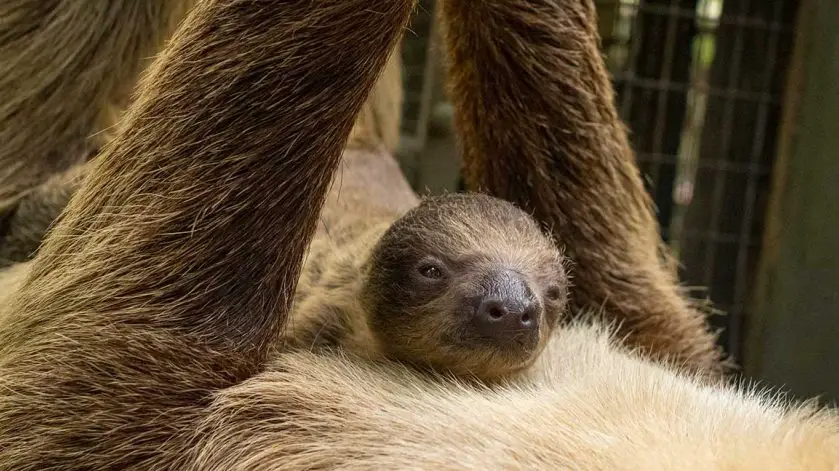 Sloth Brevard Zoo