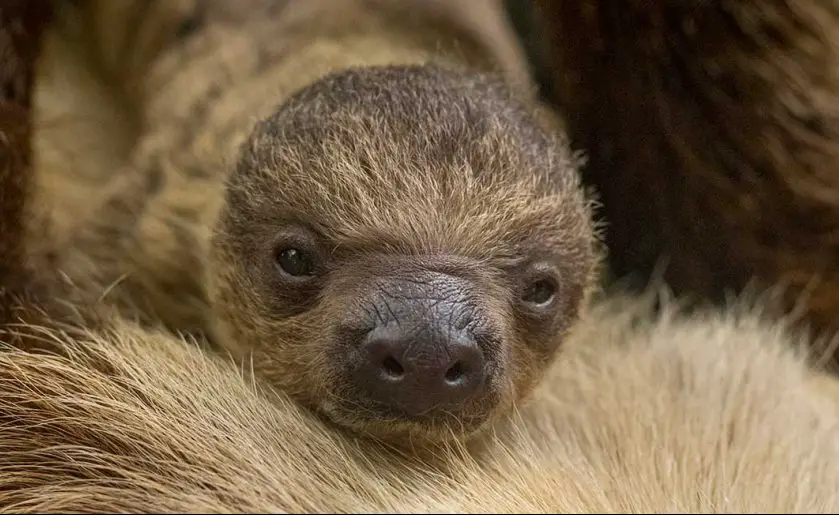 Sloth Brevard Zoo