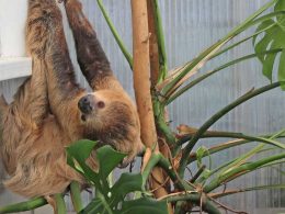 Sloth Snug at Belfast Zoo