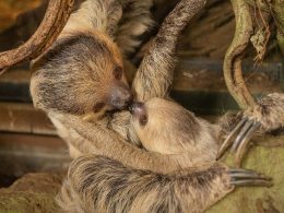 Mother's Day at ZSL