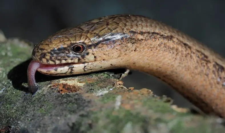 Slow Worm