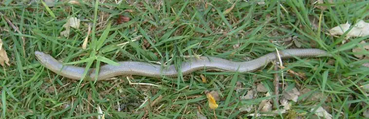 Slow Worm
