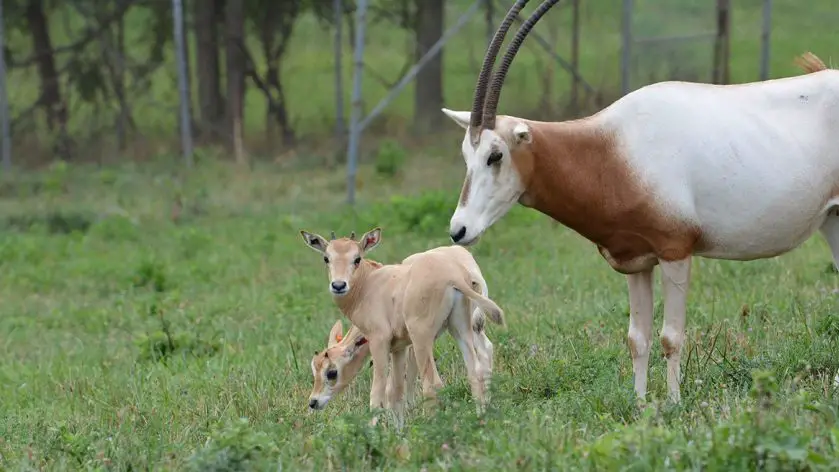 Smithsonian's National Zoo Scimitar Horned Oryx