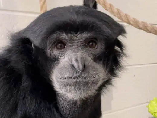 Siamang Smithsonian's National Zoo