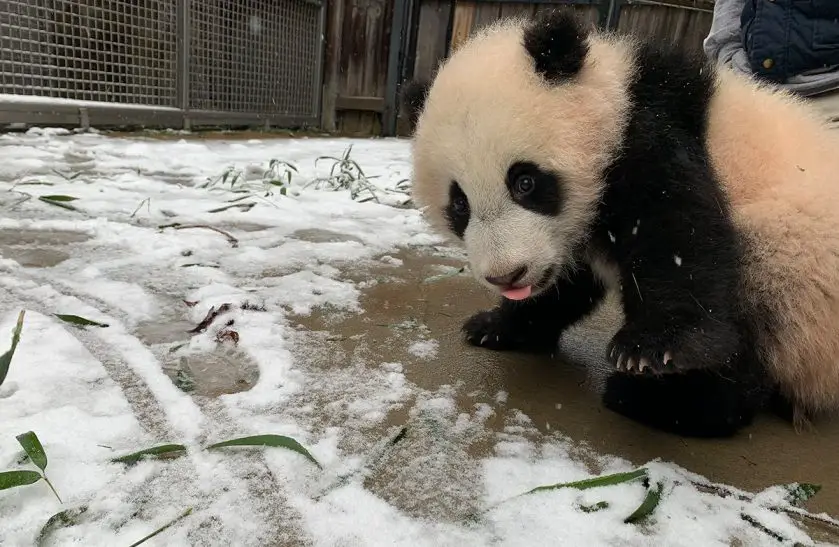 snow day at the Smithsonian's National Zoo