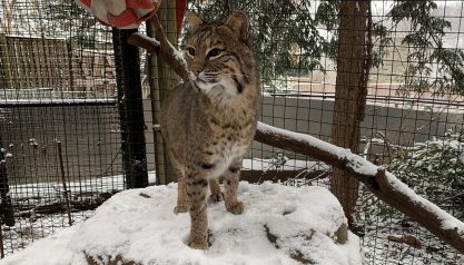 snow day at the Smithsonian's National Zoo