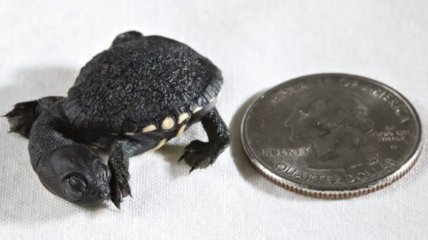 Smithsonian Turtle Hatchlings