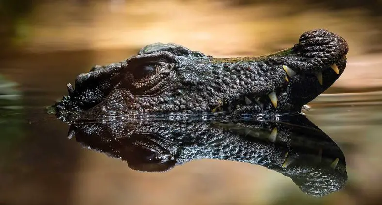 Smooth-Fronted Caiman