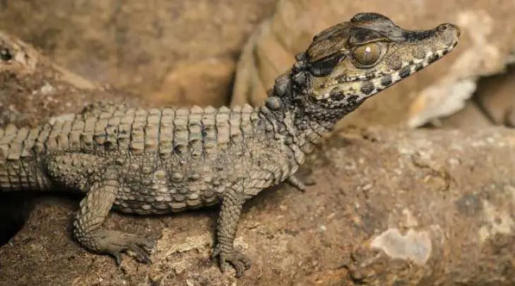 Smooth-Fronted Caiman