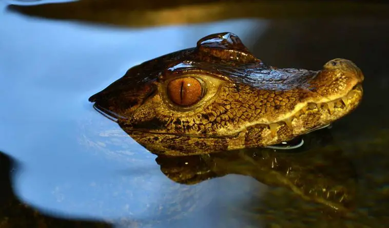 Smooth-Fronted Caiman