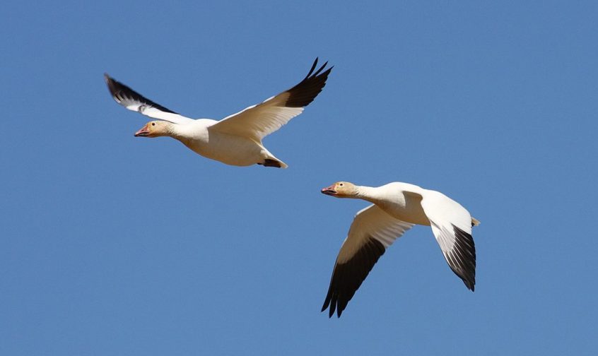Snow Goose